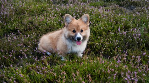 Free Images : outdoor, hiking, flower, puppy, wildlife ...