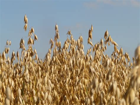 Free Images : prairie, harvest, crop, agriculture, cereal, rye ...
