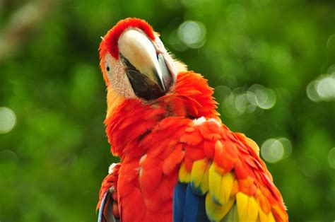 Free Images : red, beak, fauna, plumage, lorikeet ...