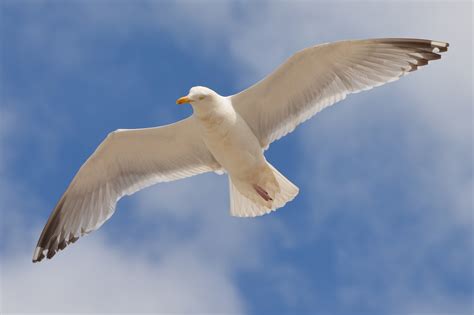 Free Images : water, bird, wing, sky, animal, seabird, fly ...