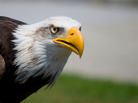 Free Images : wing, peak, wildlife, beak, fauna, bird of ...