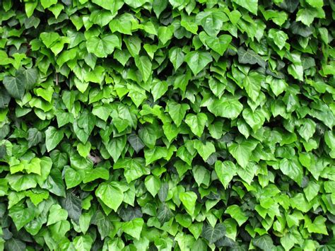 Free ivy, climbing plant... 1 Stock Photo   FreeImages.com