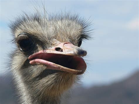 Free Ostrich female Stock Photo   FreeImages.com