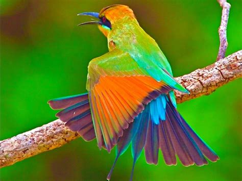 Free photo: Beautiful Bird   Animal, Beauty, Bird   Free ...
