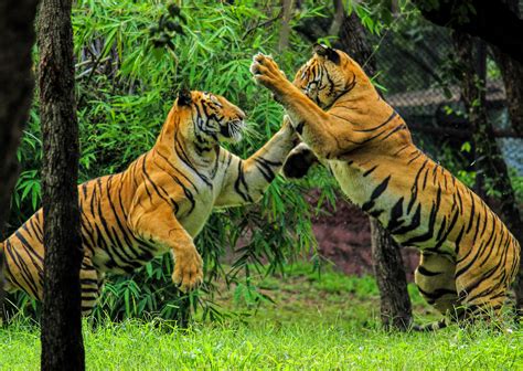 Free photo: Bengal Tiger   Roar, Stare, Tiger   Free ...