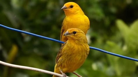 Free photo: Canaries, Tropical Birds, Bird   Free Image on ...