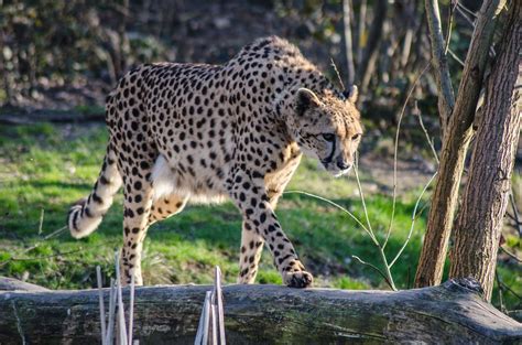 Free photo: Cheetah, Zoo, Italy, Nature   Free Image on ...