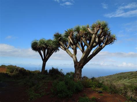 Free photo: Dragon Tree, La Palma, Nature   Free Image on ...