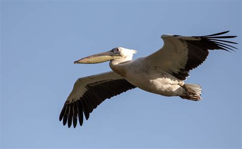 Free photo: Flying Pelican   Animal, Bird, Flying   Free ...