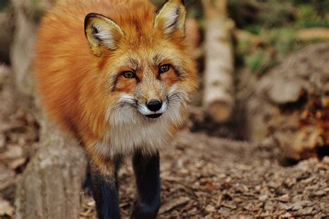 Free photo: Fuchs, Wildpark Poing, Animal   Free Image on ...