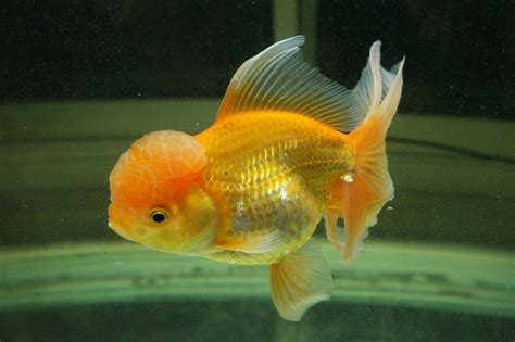 Free photo: Goldfish, Fish, Aquarium   Free Image on ...