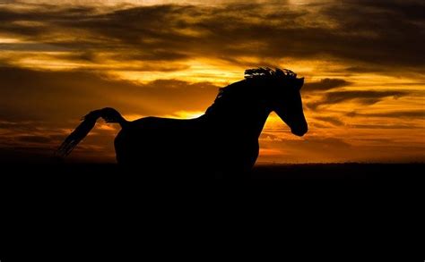 Free photo: Horse, Arab, Sunset, Black Stallion   Free ...