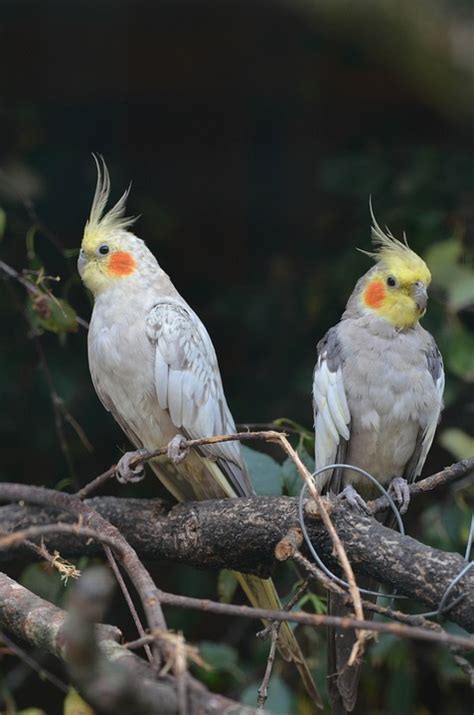 Free photo: Nymph Parakeets, Dwarf Parrot   Free Image on ...