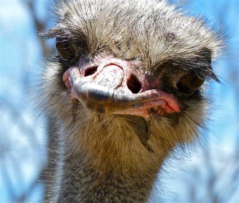 Free photo: Ostrich Closeup   Animal, Bird, Closeup   Free ...