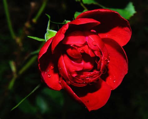 Free photo: Red Rose Photography   Beautiful, Bloom, Blooming   Free ...