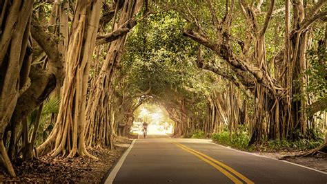 Free photo: Road, Cyclist, Trees, Overhanging   Free Image ...