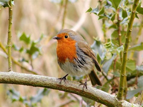 Free photo: Robin, Bird, Wildlife, Wild   Free Image on ...