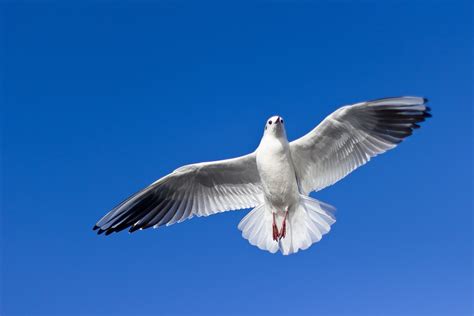 Free photo: Seagull, Flying, Bird, Fly   Free Image on ...