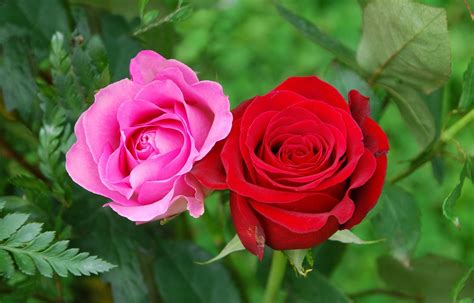 Free photo: Two Beautiful Flowers   Artistic, Petal ...