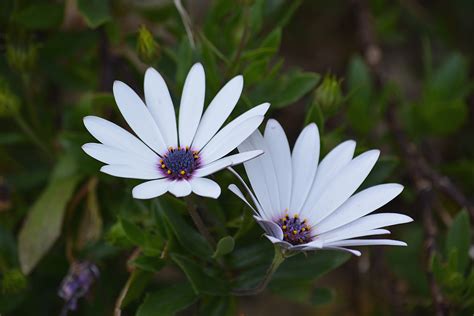 Free photo: White Petaled Flower   Garden, Summer, Stem   Free Download ...