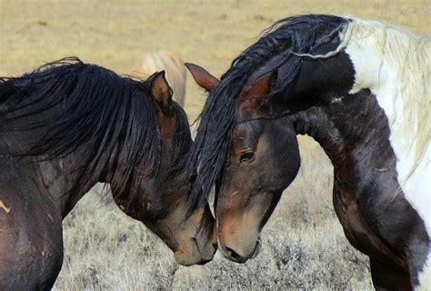 Free photo: Wild, Horses, Wyoming   Free Image on Pixabay ...