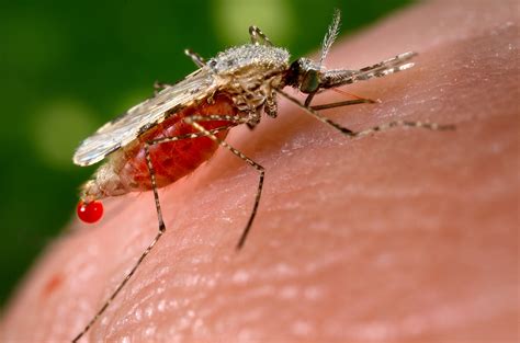 Free picture: anopheles stephensi, mosquito, insect, blood, meal, human ...
