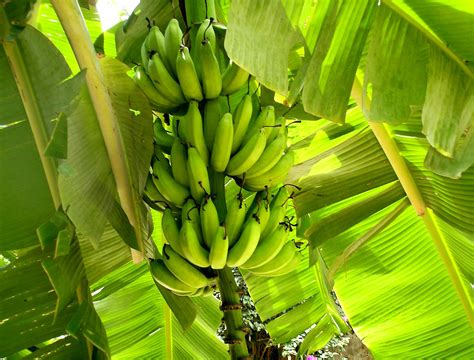 Free picture: banana, leaf, nature, flora, fruit ...