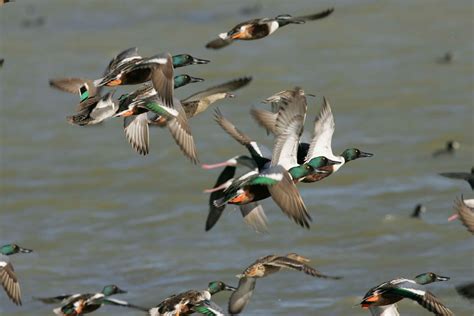 Free picture: flock, northern shoveler, ducks, flying