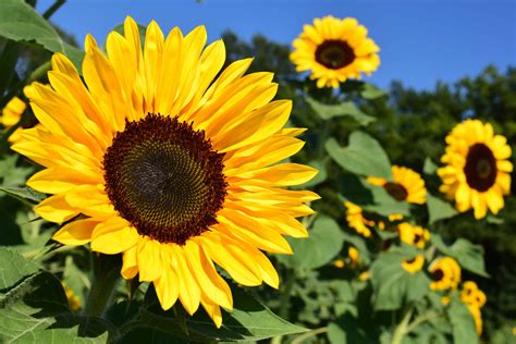 Free picture: flower, sunflower, agriculture, environment ...