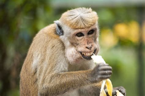 Free picture: monkey, ape, banana, cute, eating, exotic animal