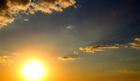 Free picture: silhouette, sky, summer, Sun, sunrise ...
