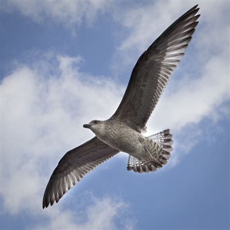 Free stock photo of bird, flying, seagull