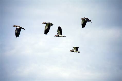 Free stock photo of birds, flying, pigeons