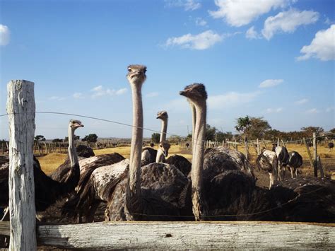 Free stock photo of ostrich, ostrich beaks, ostrich farm