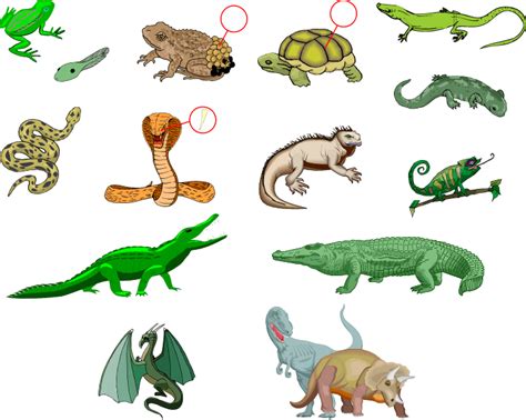 French: Vocabulary Guide: Mammals | Reptiles & Amphibians