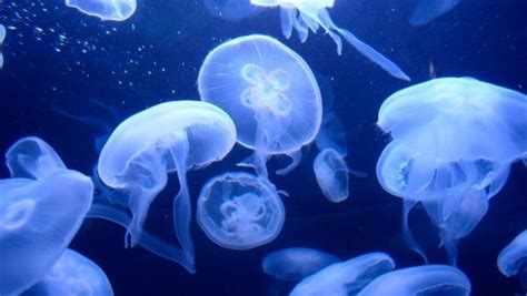 Freno a las medusas con la ayuda del ecosistema israelí | Innovadores ...
