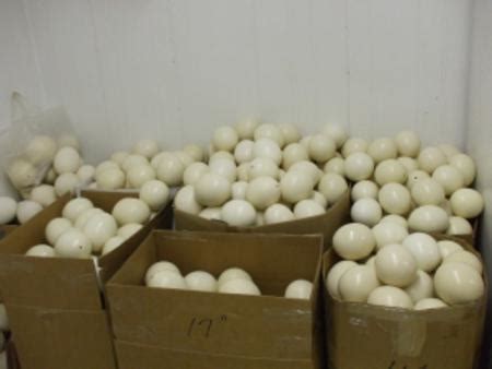 fresh ostrich eggs by Intercontinental link PTY LTD ...