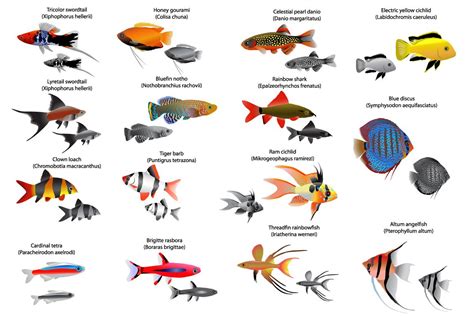 Freshwater fish  54616  | Illustrations | Design Bundles