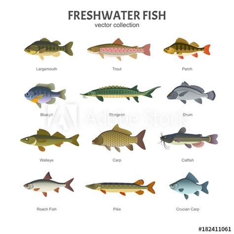 Freshwater fish set. Vector illustration of different ...