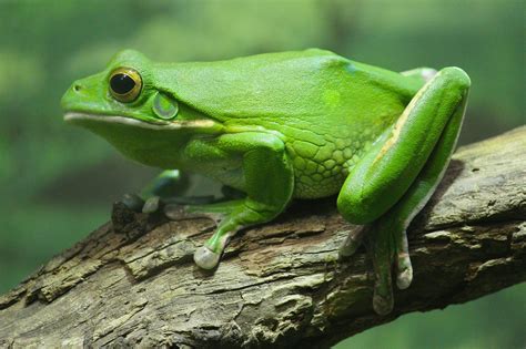 Frog Wallpapers HD Download