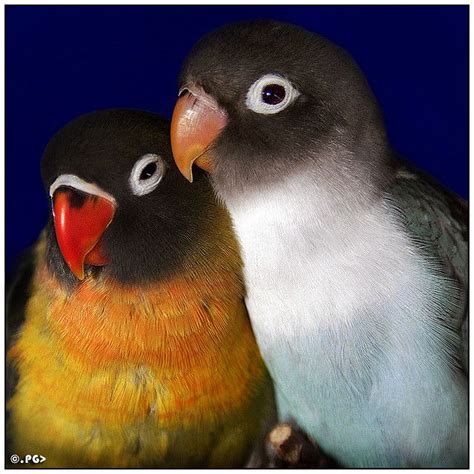 From Flickr. I do not own this picture. | Love birds ...