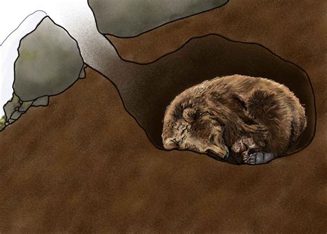 from Hibernation & Brown Bears, explore.org | Bear art, Hibernation ...