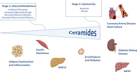 Frontiers | Editorial: The Role of Ceramides in Diabetes ...