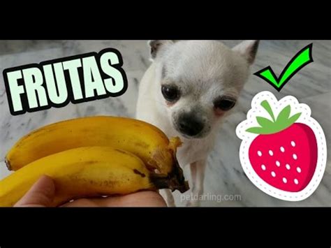 FRUTAS QUE PUEDEN COMER LOS PERROS | Frutas para perros 1 ...