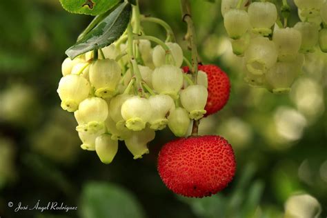 FRUTOS Y FLORES DEL MADROÑO / FRUITS AND FLOWERS OF ARBUTUS. | Berries ...