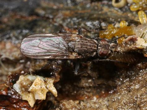 Fucellia maritima   A Seaweed Fly  Diptera images