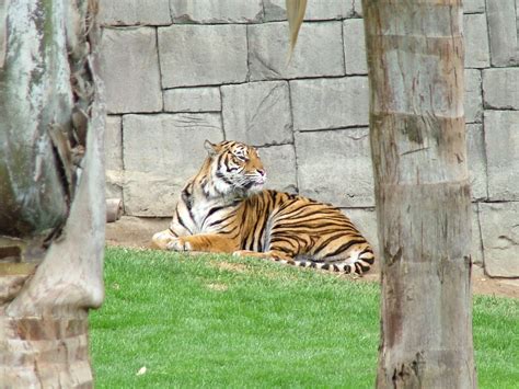 Fuengirola zoo | Tiger at Fuengirola zoo | Steve Jones ...