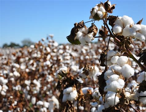 Fuerte impulso al uso de la semilla de algodón certificada para la ...