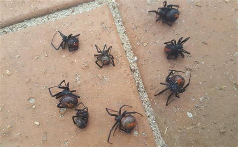 Fuerte lluvia atrajo arañas mortales a hogar en Australia ...