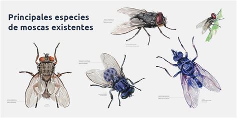 Fumigacion Universal   Principales especies de moscas existentes